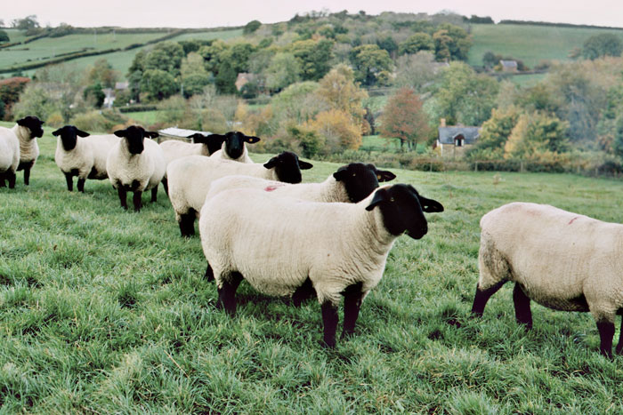 Pedigree Suffolk Sheep